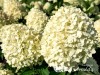 Hortenzija šluotelinė ,Little Cotton Cream' (lot. Hydrangea paniculata)